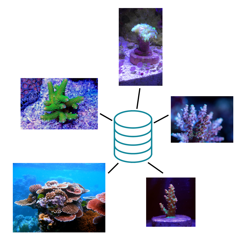 Adding a coral&nbsp;database